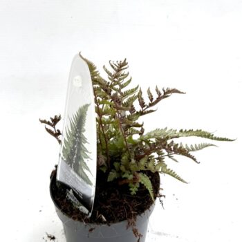 Athyrium nip. 'Metallicum'