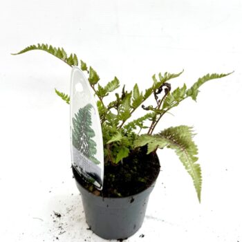 Athyrium nip. 'Red Beauty'