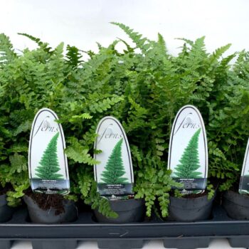 Dryopteris aff. Pinderi