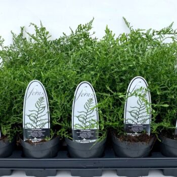 Dryopteris f-m 'Lin. Polydactyla'