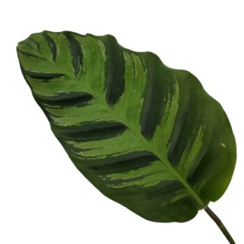 Calathea Greenstar