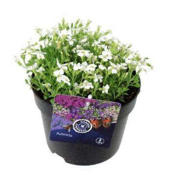 Aubrieta Regado White NIEUW