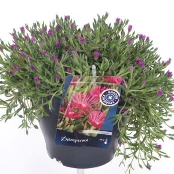 Delosperma aberdeenense hot pink