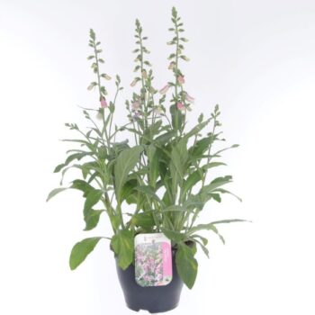 Digitalis purp. William Early Rose