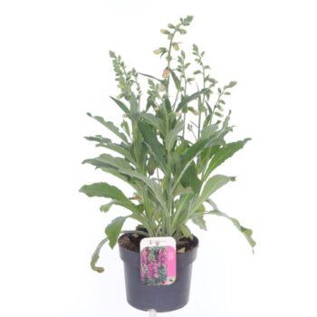 Digitalis purp. William Early Rose