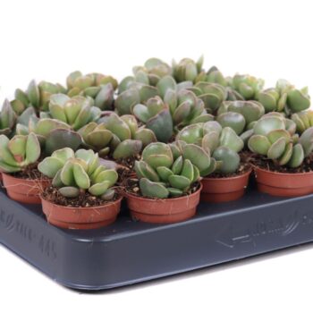 Adromischus Maculatus