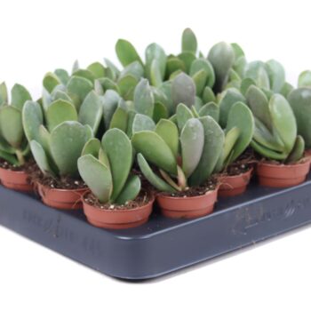 Adromischus Schuldtianus Juttae