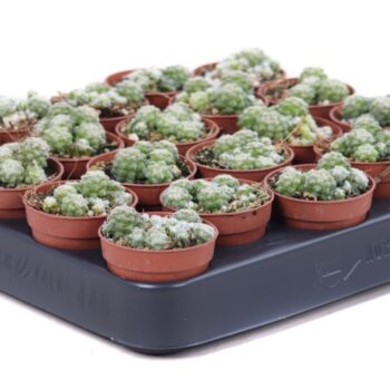 Thephrocactus Minimus