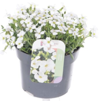 Aubrieta Regado White