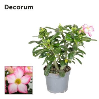 Adenium Obesum Pink Star