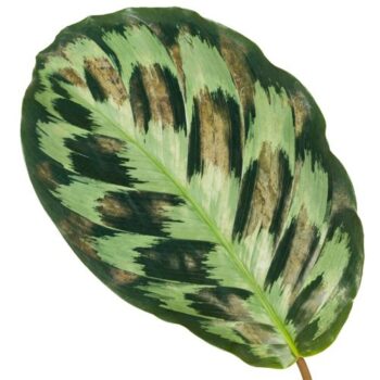 Calathea Kennedy