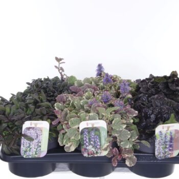 Ajuga reptans mix tray
