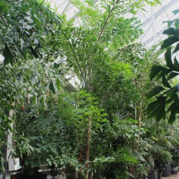 Caryota mitis