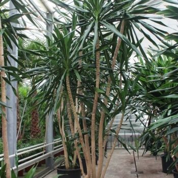 Dracaena Gymea vertakt 5+ armen