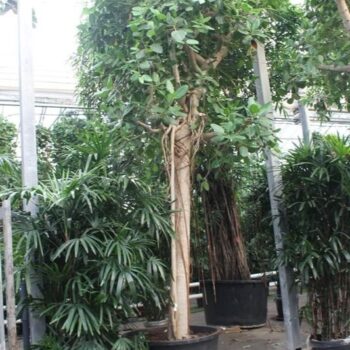 Ficus Benghalensis