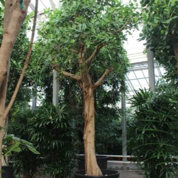 Ficus Benghalensis