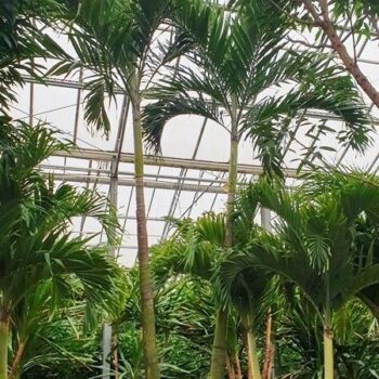 Veitchia merrillii 2pp