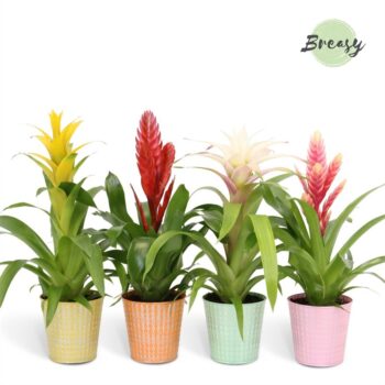 Bromelia Cupcake Orlando