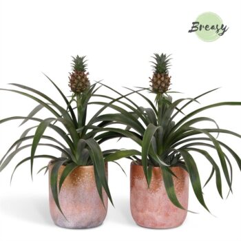 Ananas Mi Amigo Luxor