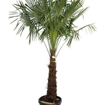 Trachycarpus Fortunei