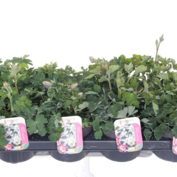 Aquilegia caer. Spring Magic mix