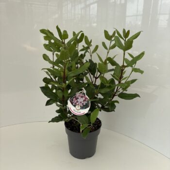 Viburnum tinus Gwenllian