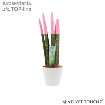 Sansevieria VELVET TOUCHZ® Pastel Roze In keramiek R'dam