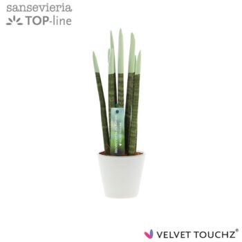 Sansevieria VELVET TOUCHZ® Pastel Groen In keramiek R'dam
