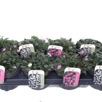 Erodium reichardii mixtray