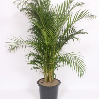 Dypsis lutescens 'Areca'