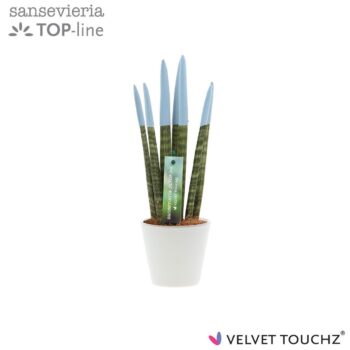 Sansevieria VELVET TOUCHZ® Pastel Blauw In keramiek R'dam