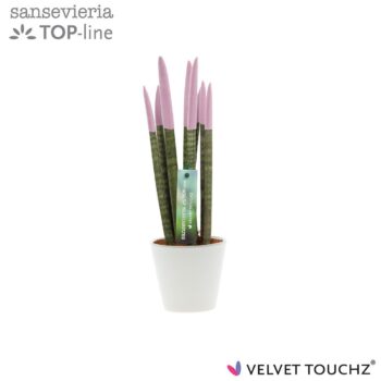 Sansevieria VELVET TOUCHZ® Pastel Paars In keramiek R'dam