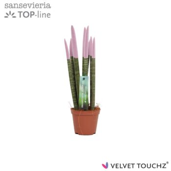 Sansevieria VELVET TOUCHZ® Pastel Purple