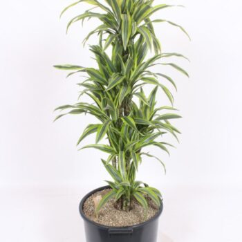 Dracaena Lemon Lime