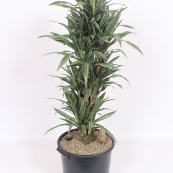 Dracaena Warneckei