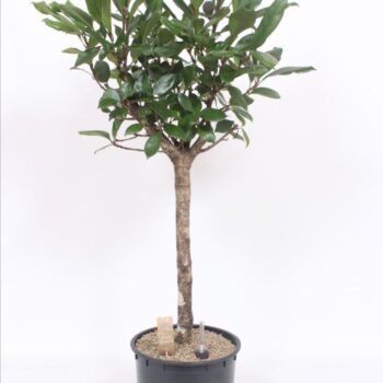 Ficus Cyathistipula