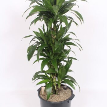Dracaena Janet Craig