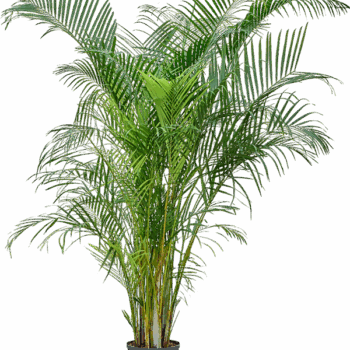 Dypsis (Areca) lutescens Tuft
