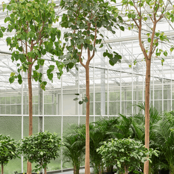 Ficus religiosa Stem