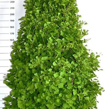 Ginkgo bil. Fastigiata Blagon