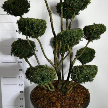 Taxus media 'Hicksii'