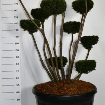 Taxus media 'Hicksii'