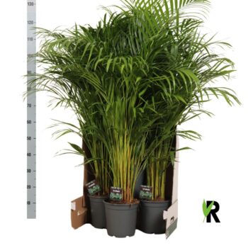 Dypsis lutescens in fust 352