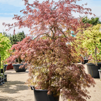 Acer pal. 'Garnet' (170-200) Special stem