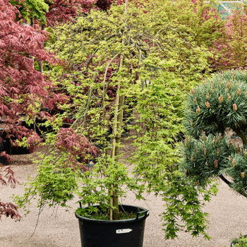 Acer pal. 'Ryusen' (180-220) Stem