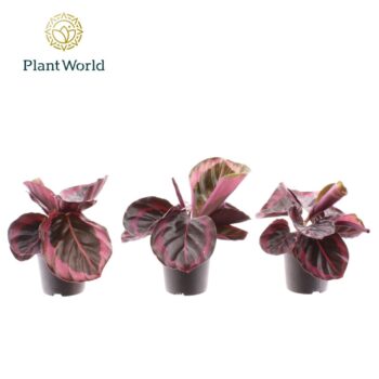 Calathea Princess Jesse