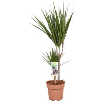 Dracaena Marginata 30-15 - hoogte 75-85