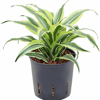 Dracaena fragrans 'Surprise' Head