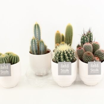 Cactus Mix in Liv keramiek