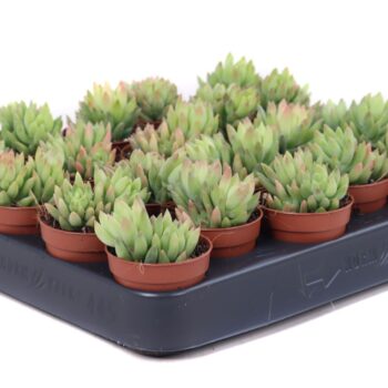 Adromischus filicaulis